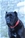  multi Ch. Bazo - Triola Cane Corso